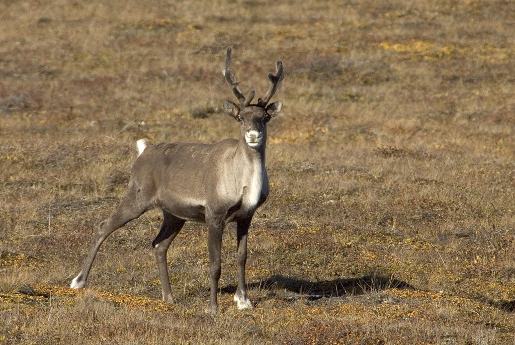 AWL caribou
