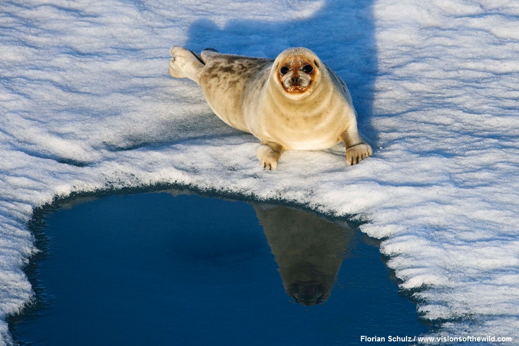 Cindy blog Florian Schulz ringed seal visions of the wild dot com