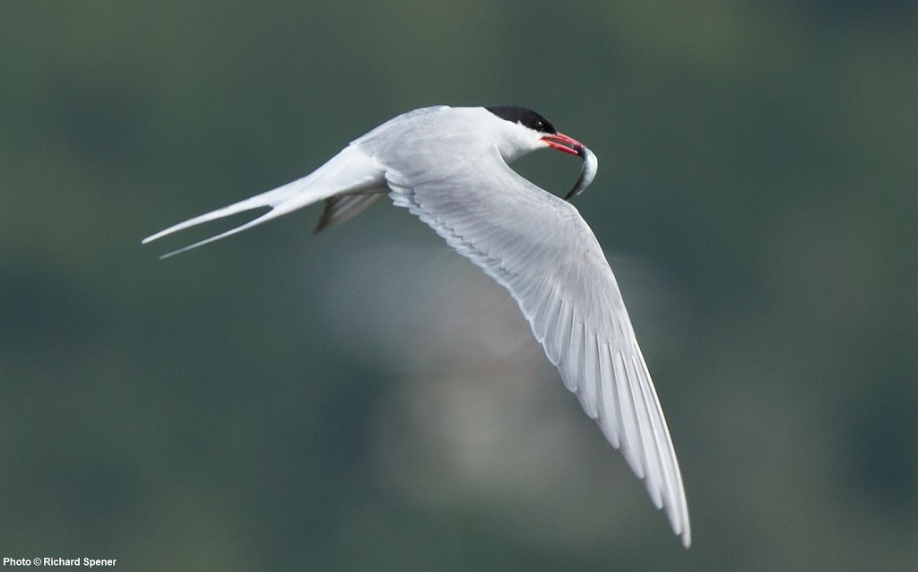 Richard Spener Arctic Tern 2