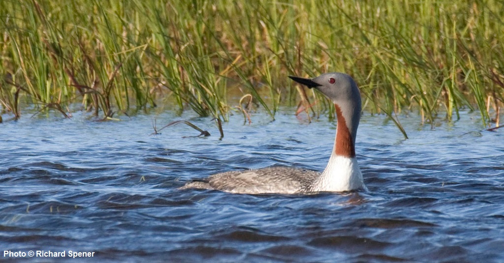 Richard Spener Toni Armstrong red throated loon T Lake