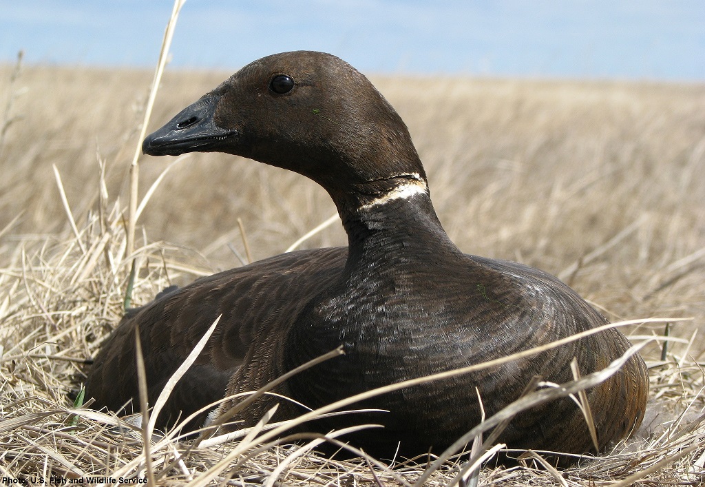 USFWS Pacific Brant