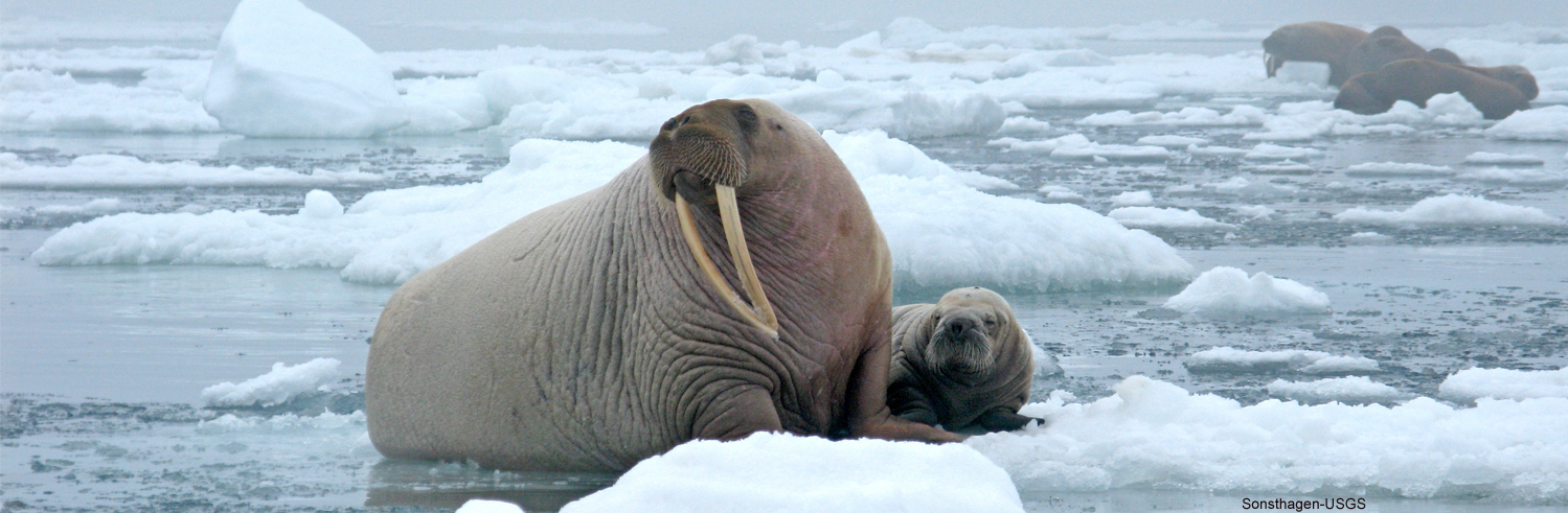 Arctic Ocean | Alaska Wilderness League