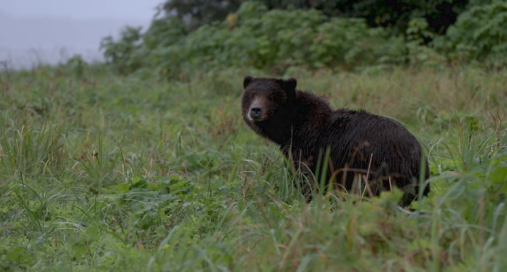 Fortress of the Bear