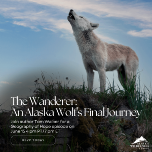 The Wanderer: An Alaska Wolf's Final Journey with author Tom Walker