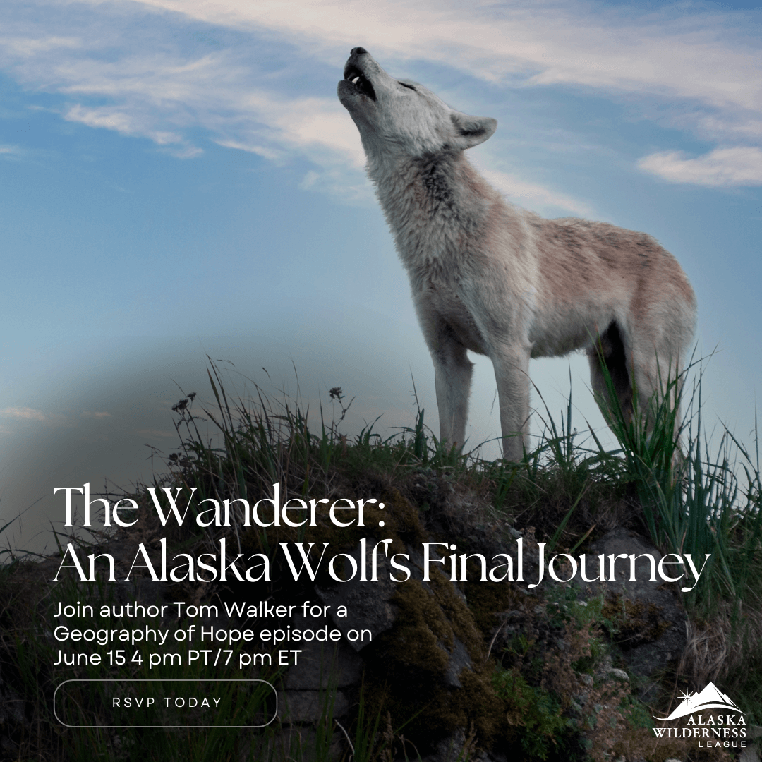Alaska Magazine  Is This the End of the Arctic Fox?