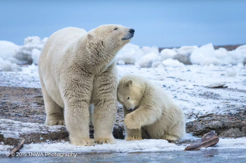 Polar Bear Mother With Cub, Arctic National Wildlife Refuge