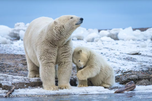 Polar Bear Mother With Cub, Arctic National Wildlife Refuge