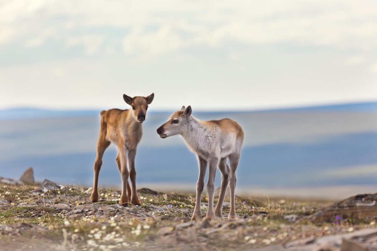 Interior Withdraws Special Area Safeguards in NPR-A, Advancing Oil and Gas Agenda 