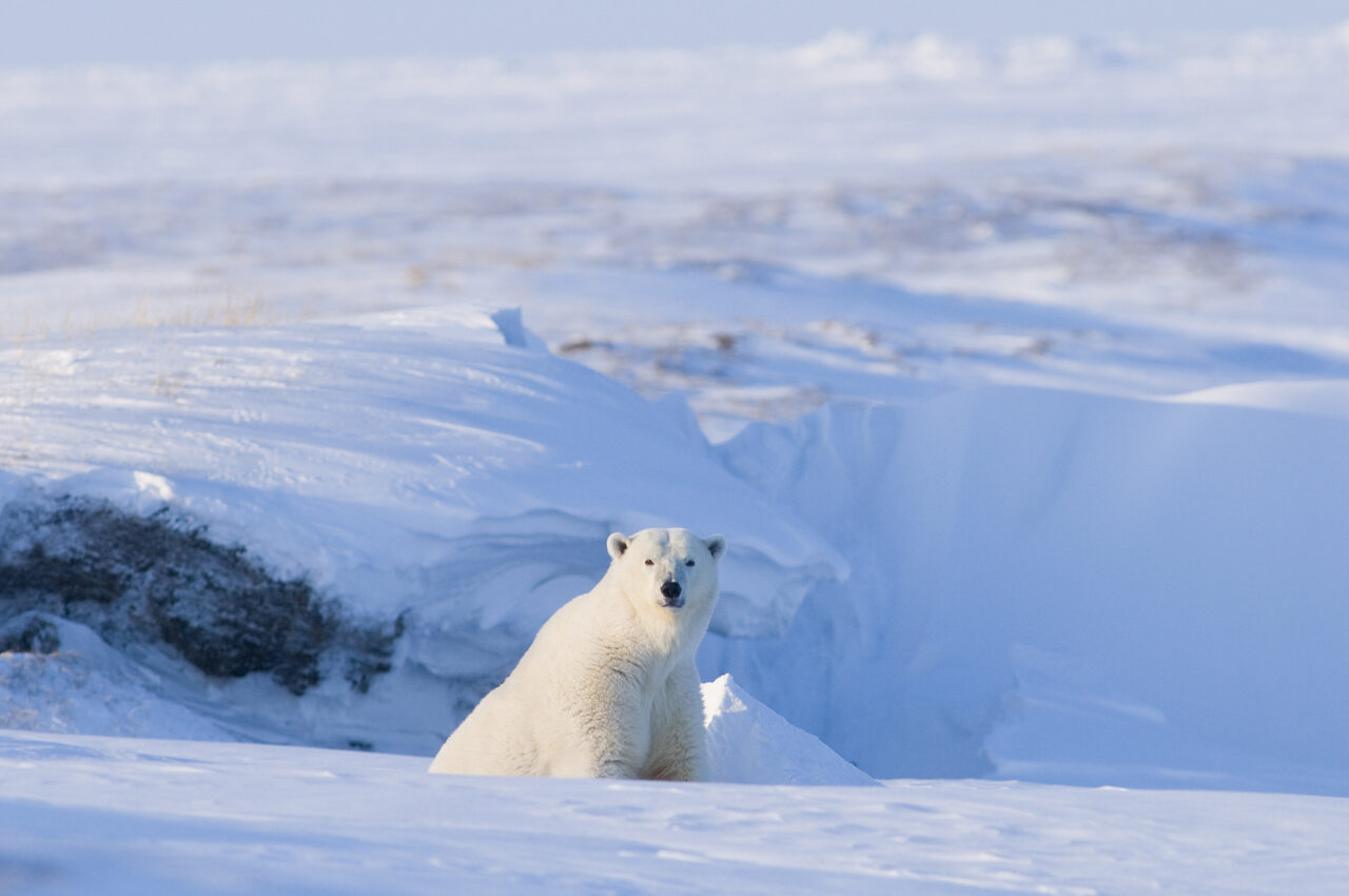 Chubb Insurance Bans Underwriting Arctic Refuge Drilling