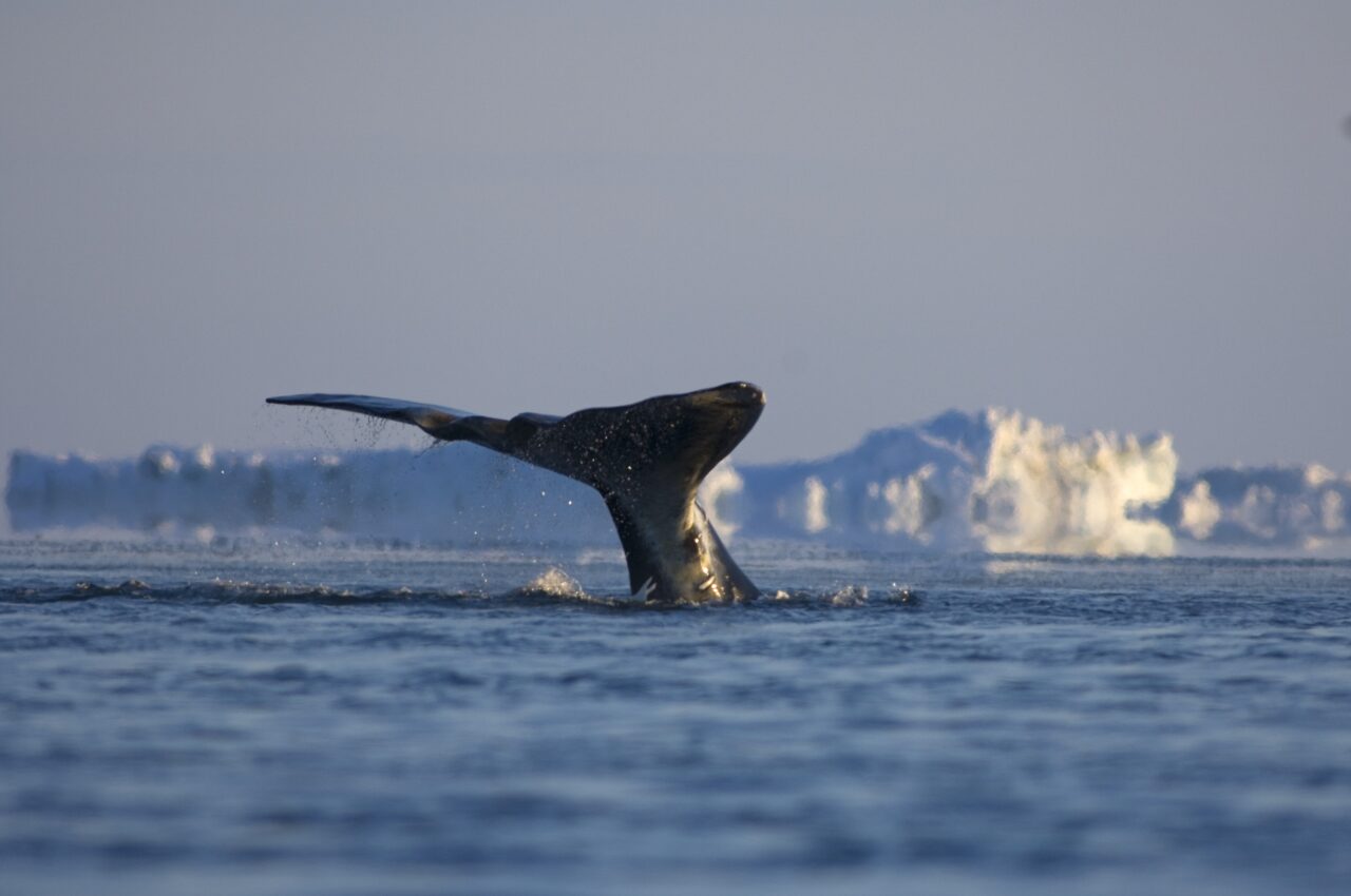 The Arctic Ocean: What’s at Stake—and Why This Fight Matters Now