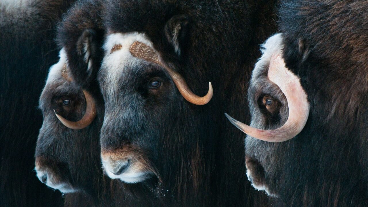 Biden Finalizes Strengthened Conservation Protections for America’s Arctic