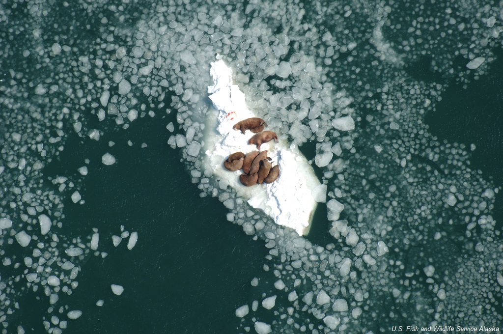 The Debate Over Arctic Drilling Continues On Capitol Hill