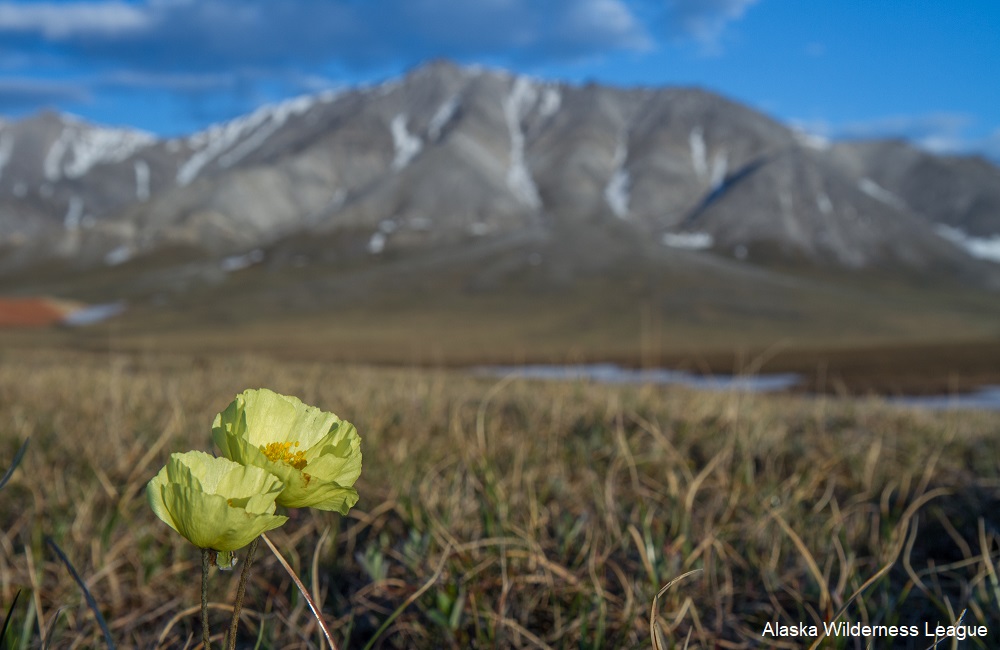 Our New Year’s Resolution: Protect The Arctic Refuge