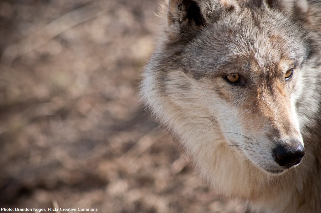 Dispatch From The Field: A Hiker’s Guide To Wolf Sign And Climate Change