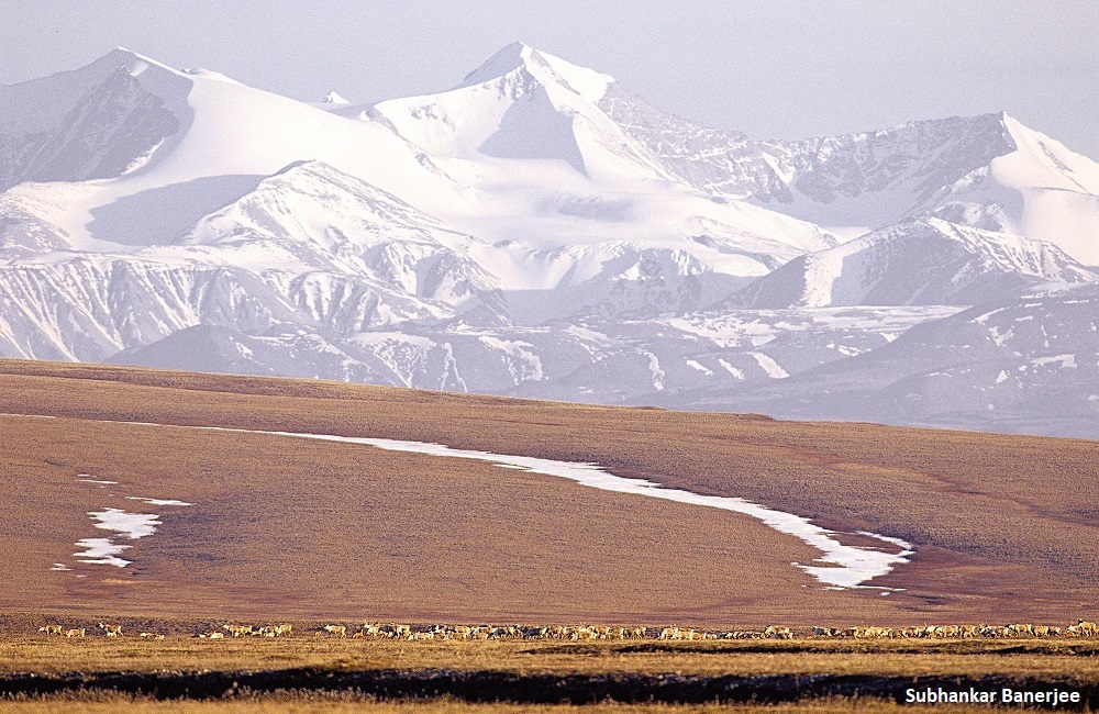 Arctic Refuge Protectors: An Open Letter from Teachers and Scholars