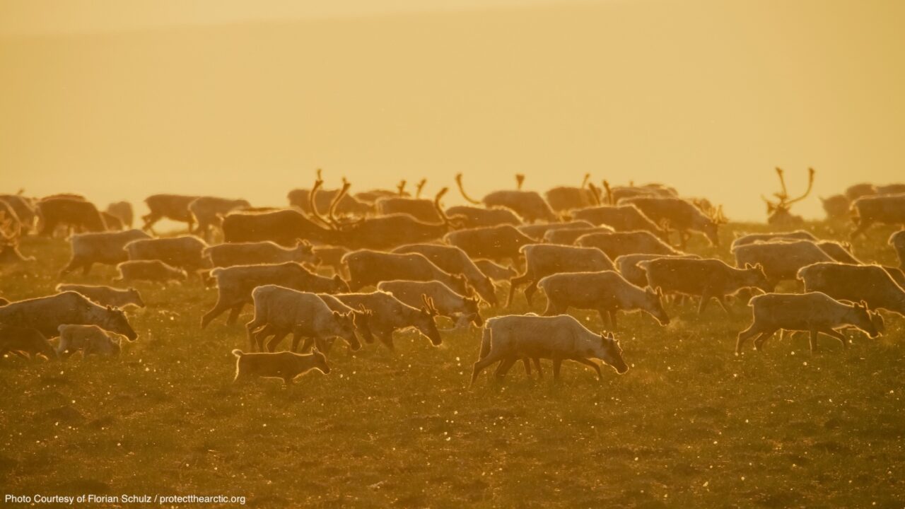 Another Arctic Lease Sale Fails