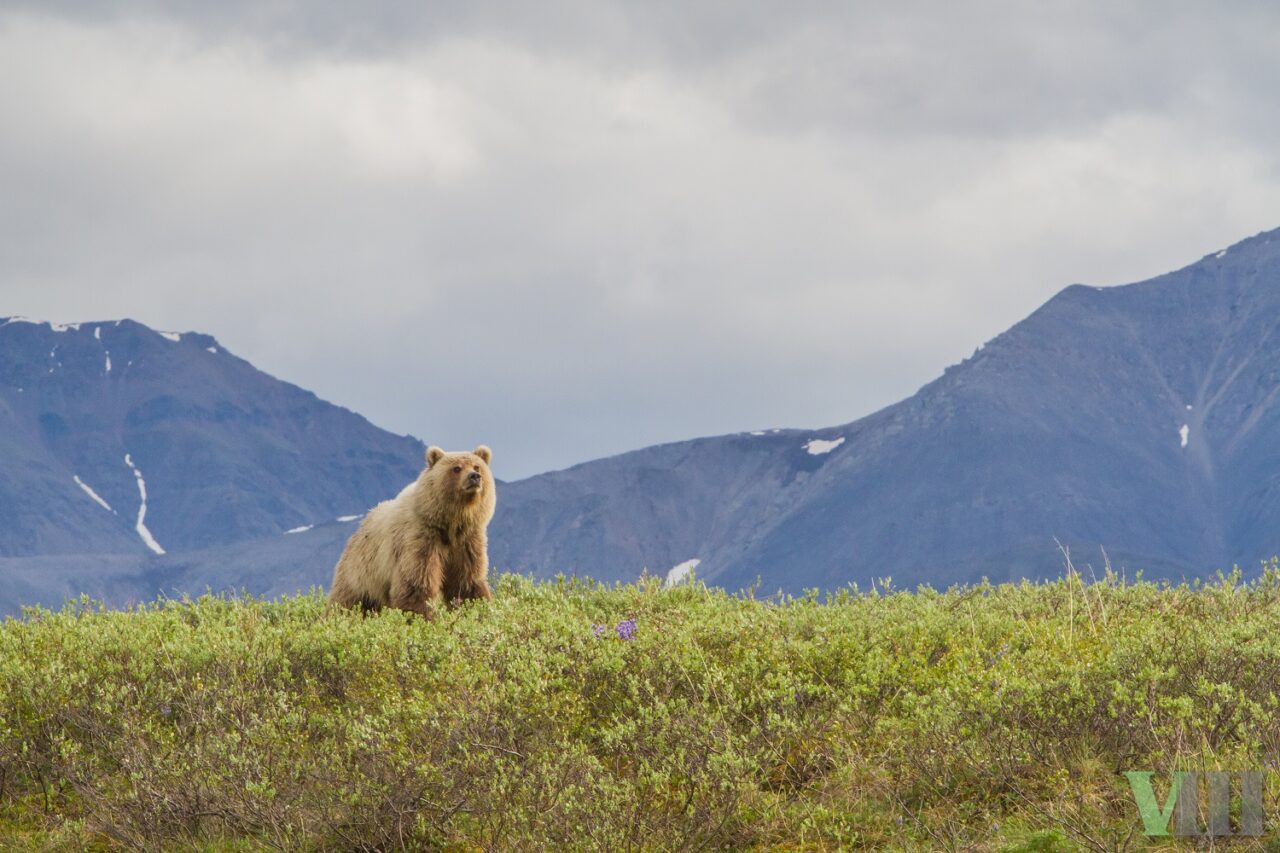 Interior Rushes To Advance Arctic Drilling
