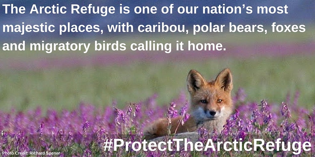 Senators Introduce Arctic Refuge Wilderness Bill