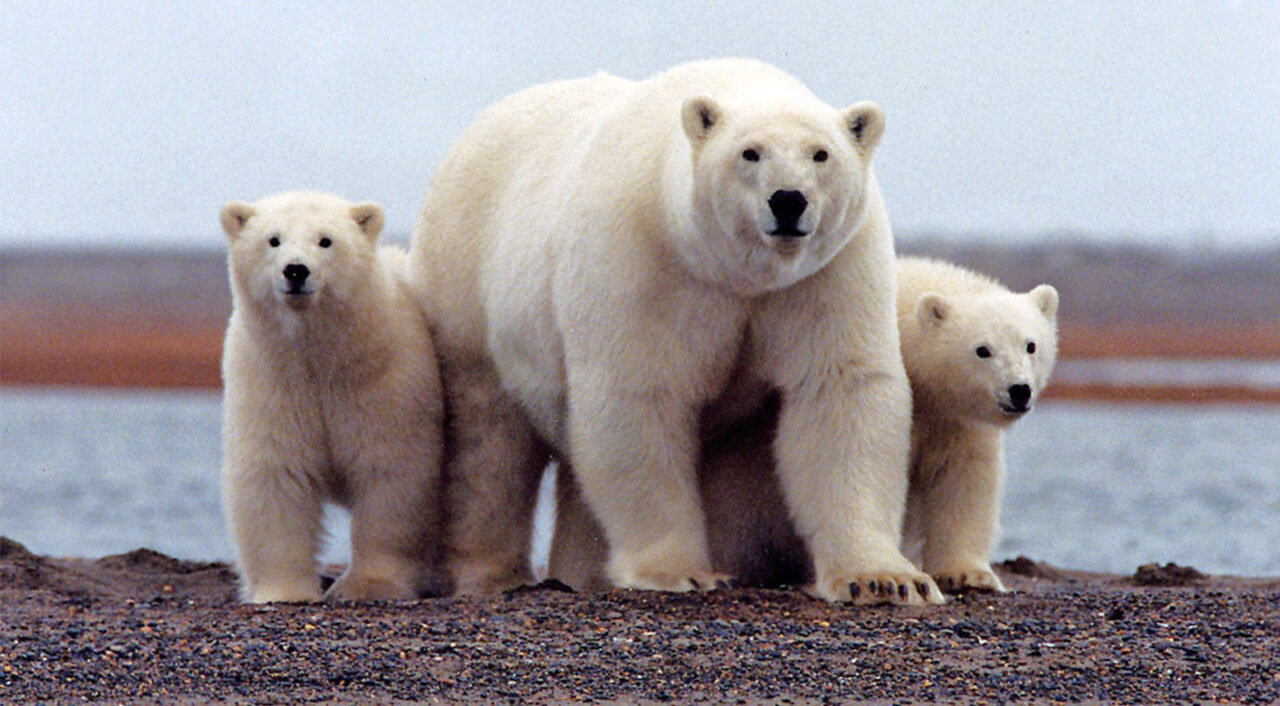 Protecting The Arctic Refuge Is Non-Negotiable