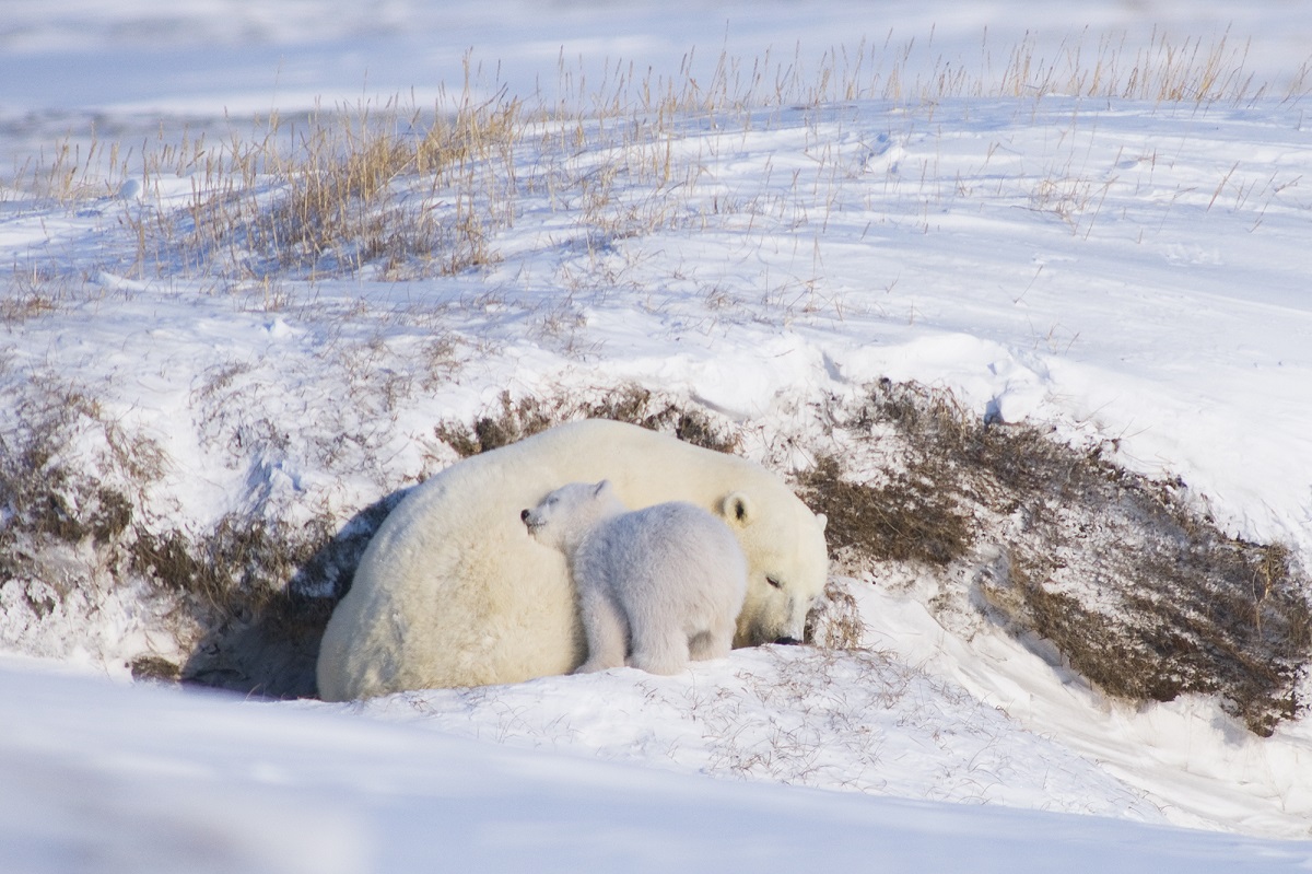 Birds on the polar bears’ menu