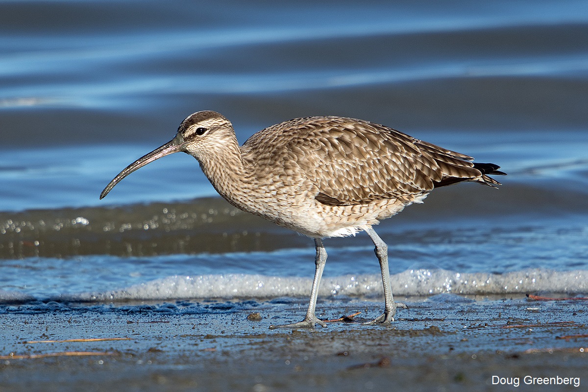 Migrations: A whimbrel’s wayward journey
