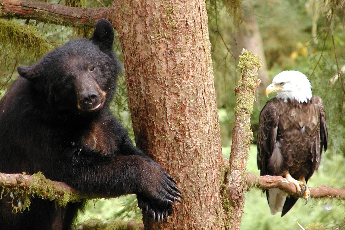 A Shape in the Dark: Living and Dying with Brown Bears