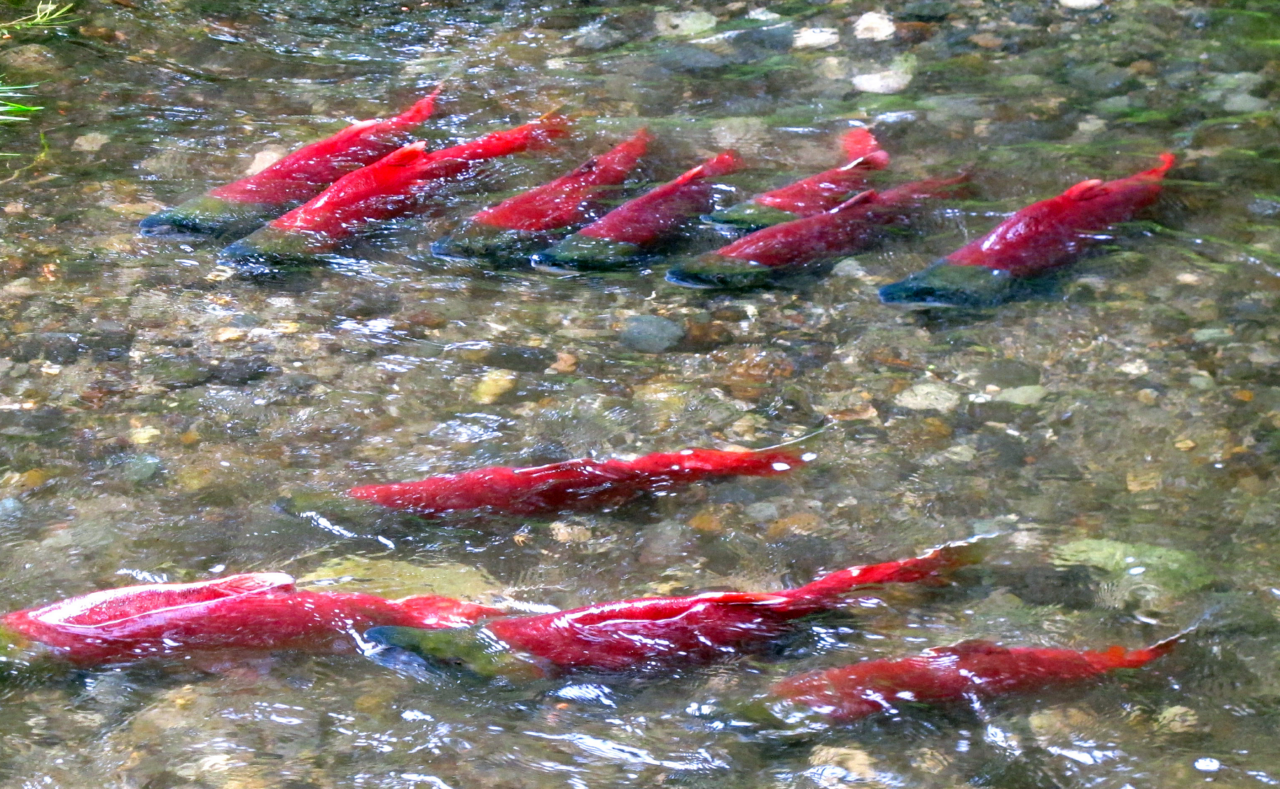 Victorious: The Magic of Bristol Bay