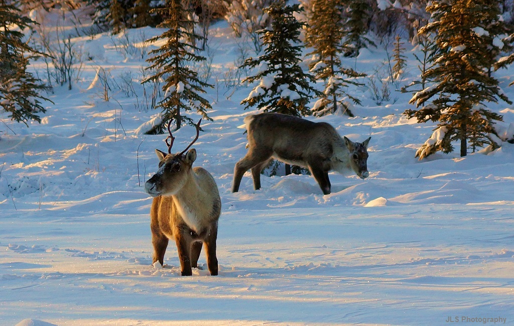 How Two Tribal Women Are Fighting To Protect The Arctic From Oil Drilling