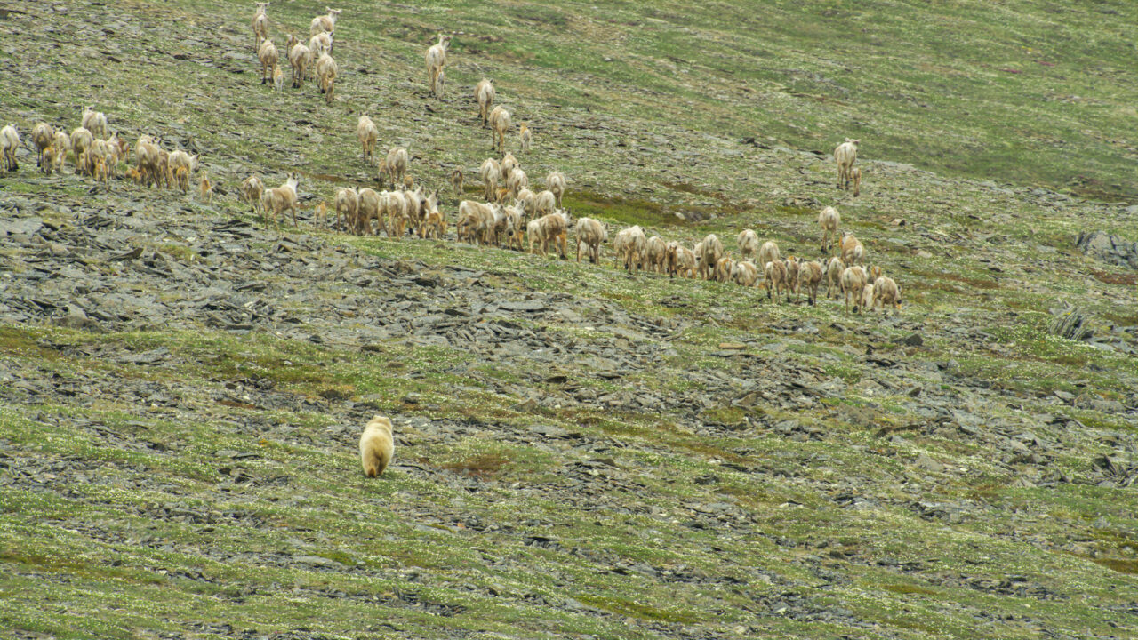 Alaska Wilderness League Appeals Court Ruling, Seeks to Halt ConocoPhillips’ Willow Project