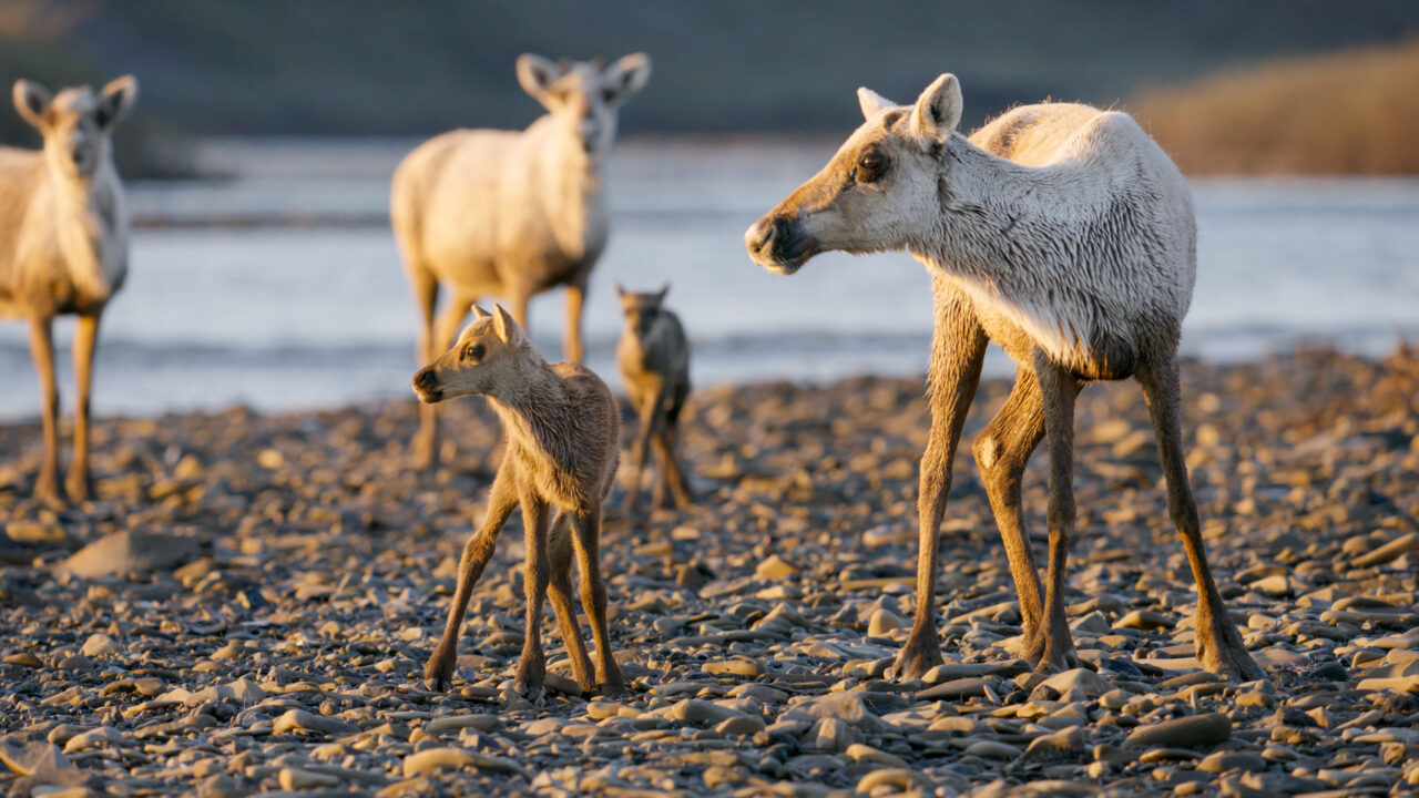 Alaska Wilderness League in Lawsuit Challenging ConocoPhillips’ Willow Project