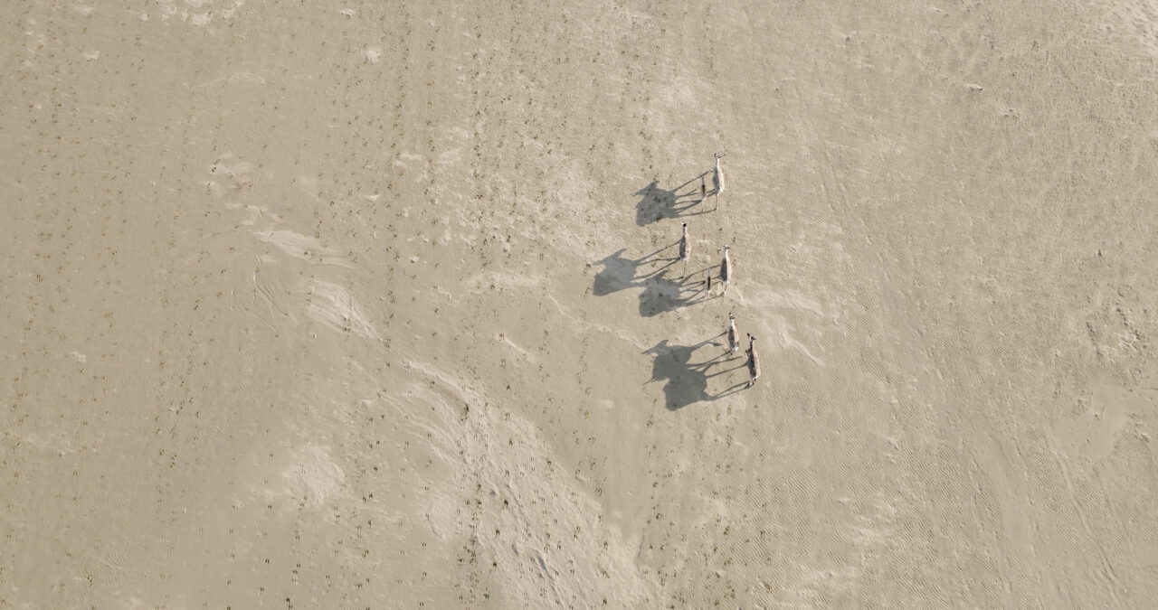 Great Alaska Migrations