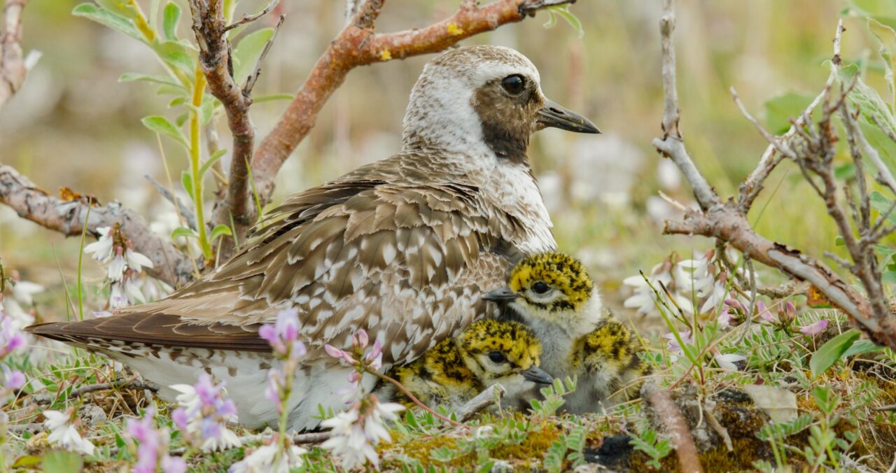 Interior Department Moves to Gut Protections in the Western Arctic 