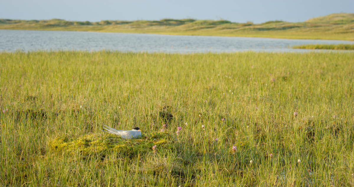 Alaska Wilderness League Welcomes Action to Protect Izembek National Wildlife Refuge