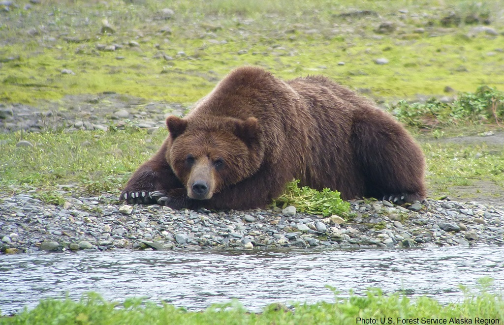 Dispatch From The Field: A Trip Into Tongass Bear Country