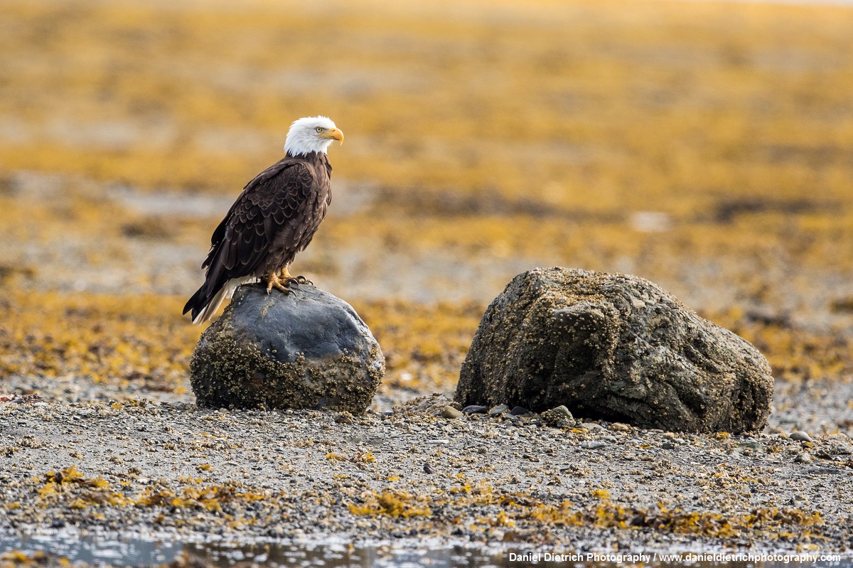 Birds of the Tongass