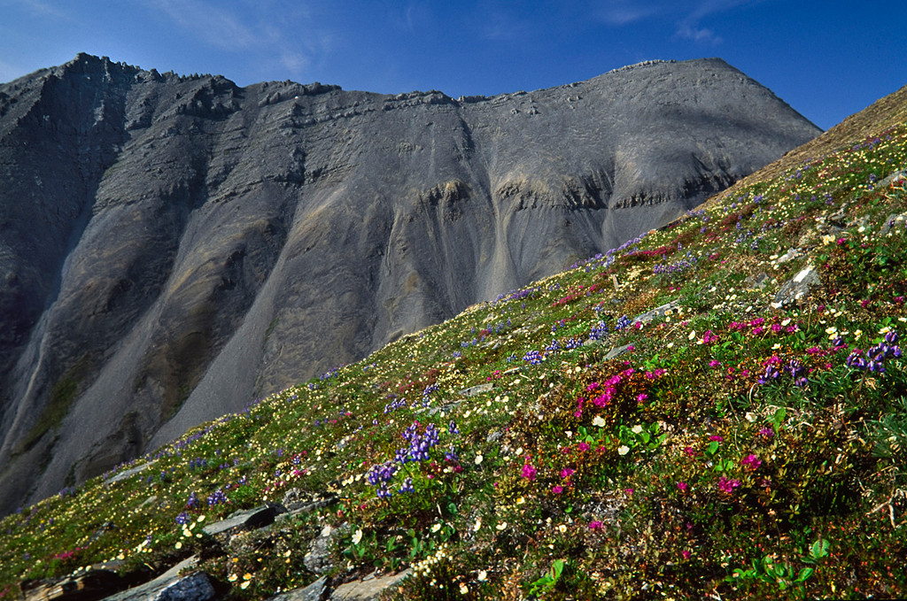 Alaska Wilderness League Supports Assistant Secretary for Land and Minerals Management