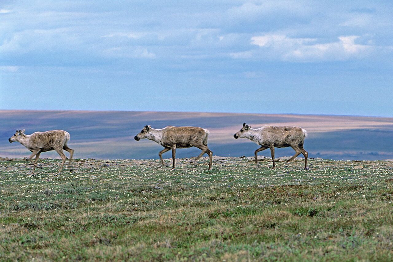 Biden Administration Takes Next Step to Advance Statutory Protections for America’s Arctic