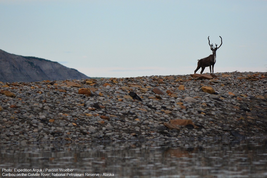 Toothless: More Proposed Drilling In The Western Arctic