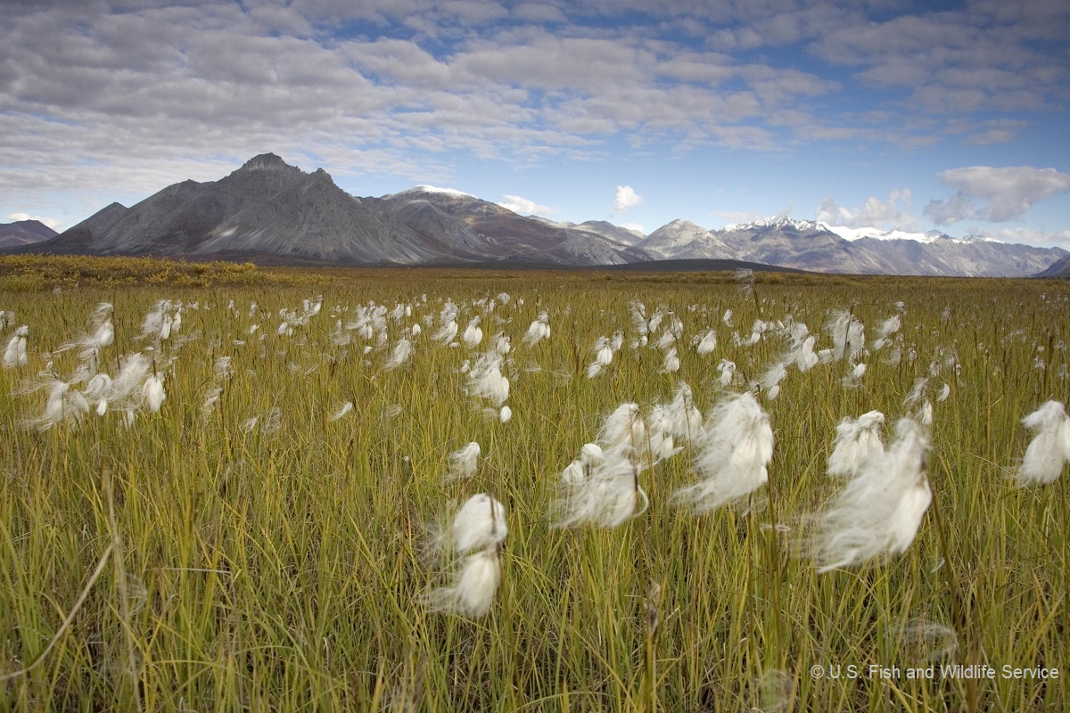 Trump sold off the Arctic Refuge — Congress must end this boondoggle