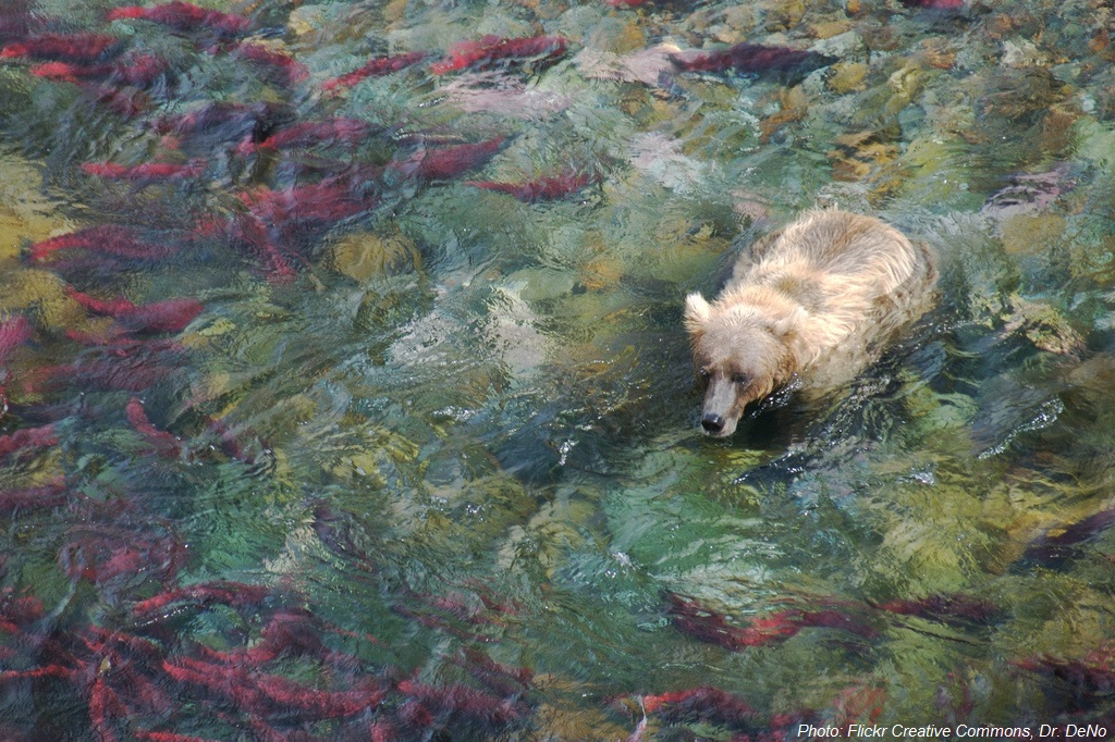 Share Your Favorite Salmon Recipe!