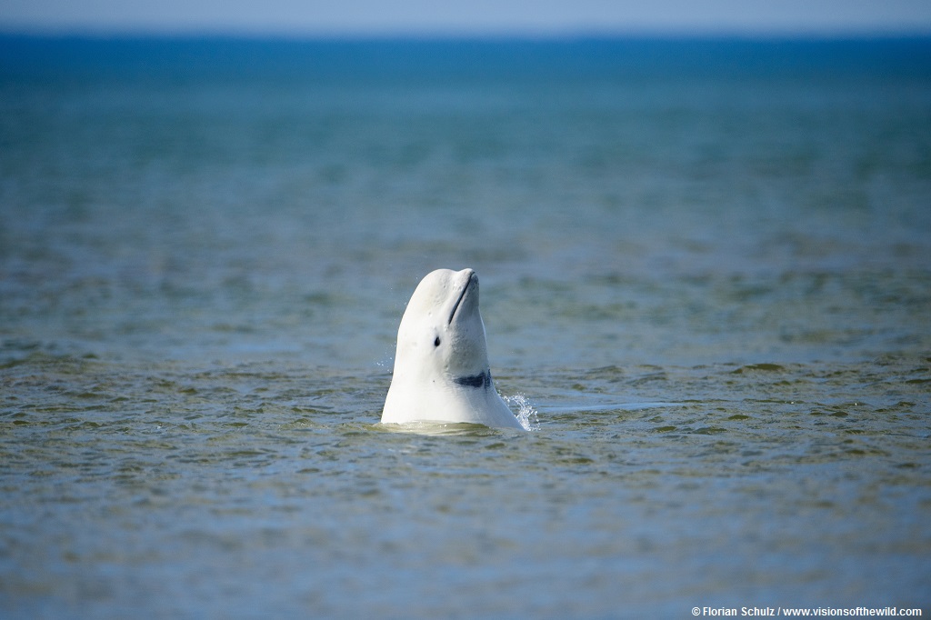 It’s Time to Take Arctic Drilling Off the Table