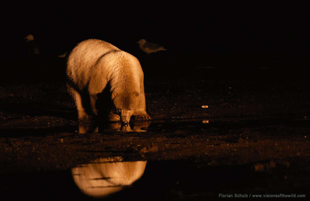 An Open Letter From Cindy Shogan