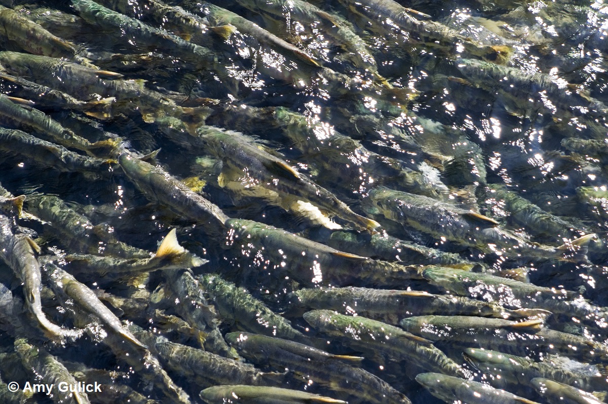 The Salmon Way: An Alaska State of Mind