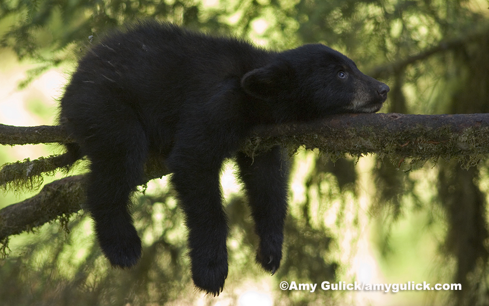 The Circle Of Life In The Tongass