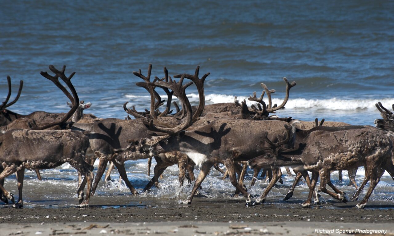 Arctic lease sale is bad for taxpayers