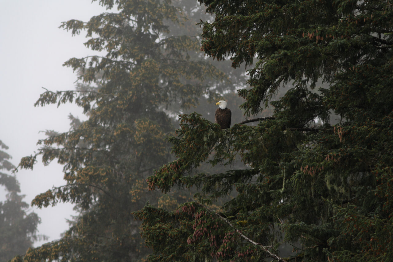 Bill to Provide Lasting Protections for Tongass National Forest, Roadless Areas Nationwide Introduced By Rep. Gallego (D-AZ)
