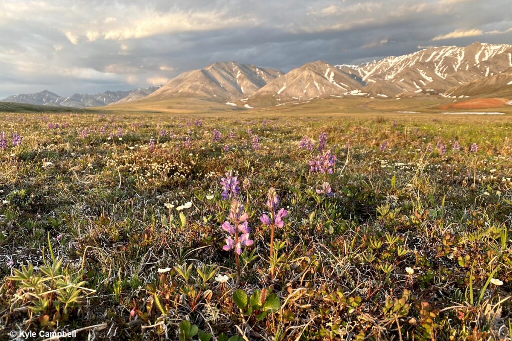 You can't drill for oil without insurance