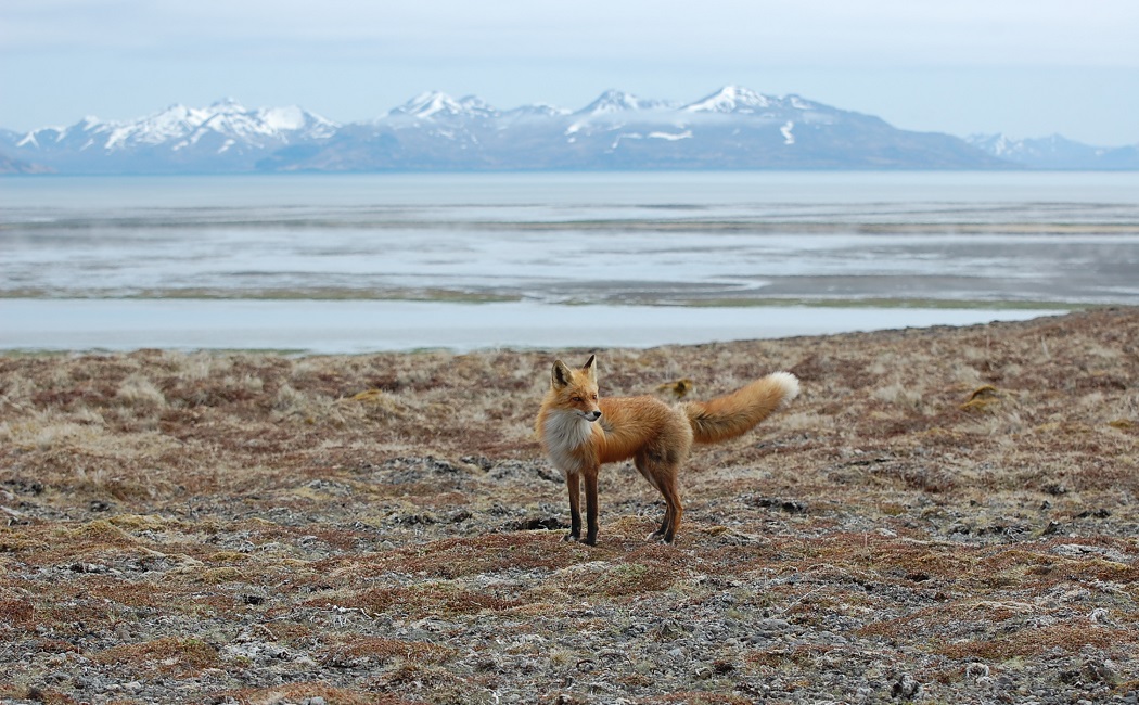 Beautiful And Remote, The Izembek National Wildlife Refuge