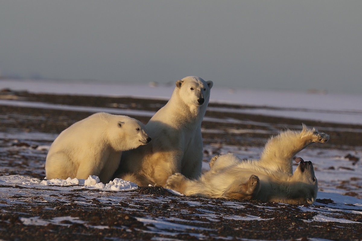 Climate change, oil drilling threaten Alaska's polar bears