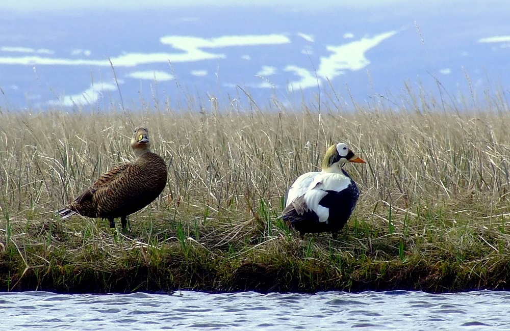 Safeguarding Our Western Arctic: A Quick Journey Through Time